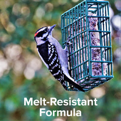 Birds feeding on Blue Seal Suet Cakes in a garden