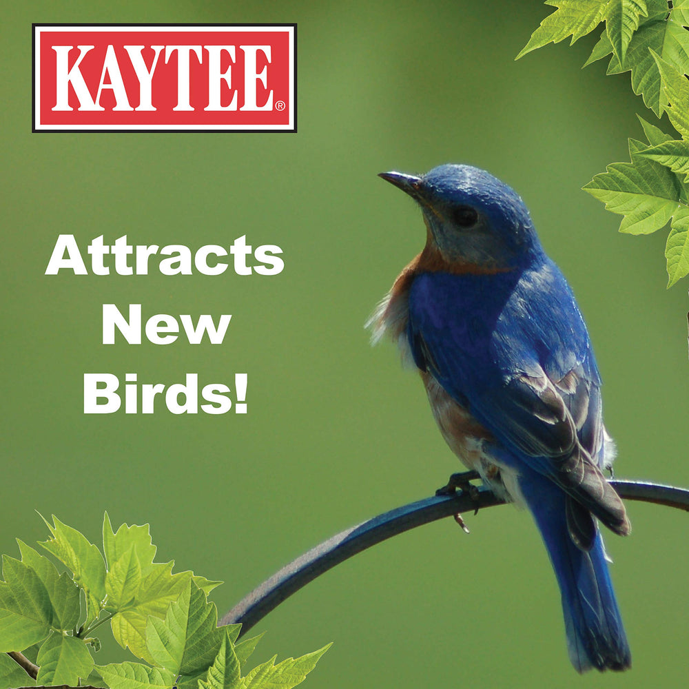 Birds feeding on Kaytee Mealworms in a garden