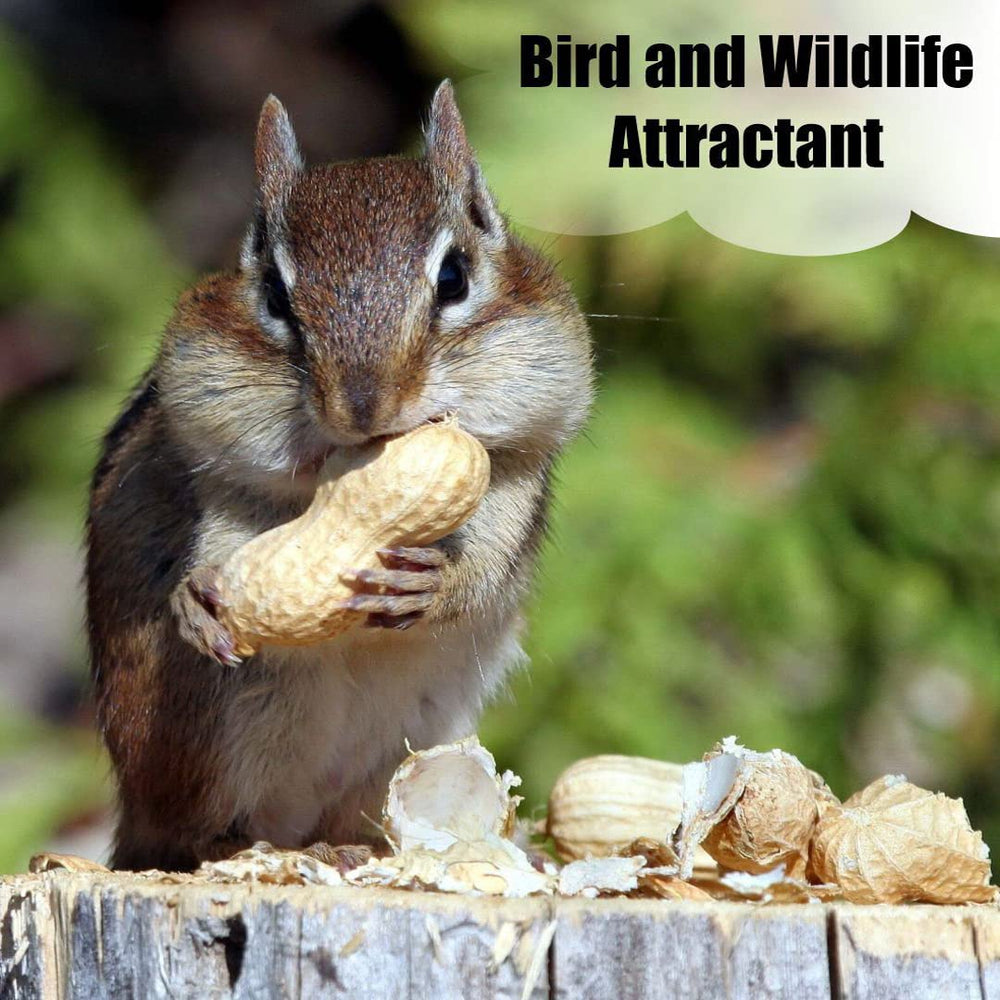 Birds feeding on Old Potters in-shell peanuts in a backyard