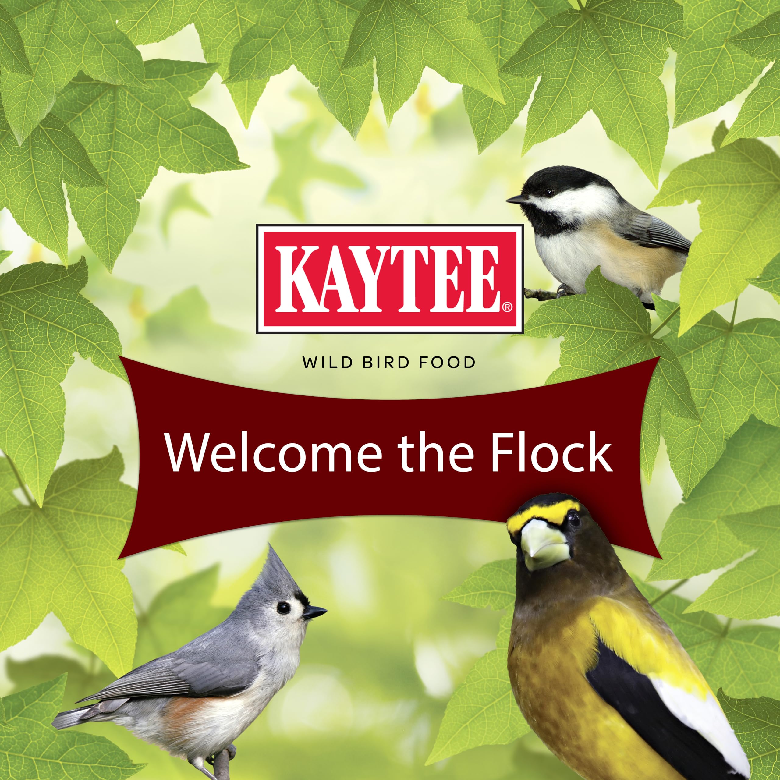 Birdwatching scene with diverse birds enjoying Kaytee Songbird Blend