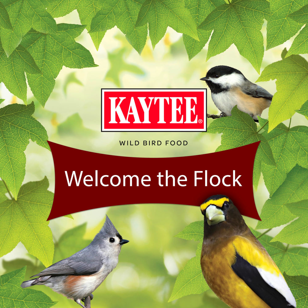 Birdwatching scene with diverse birds enjoying Kaytee Songbird Blend