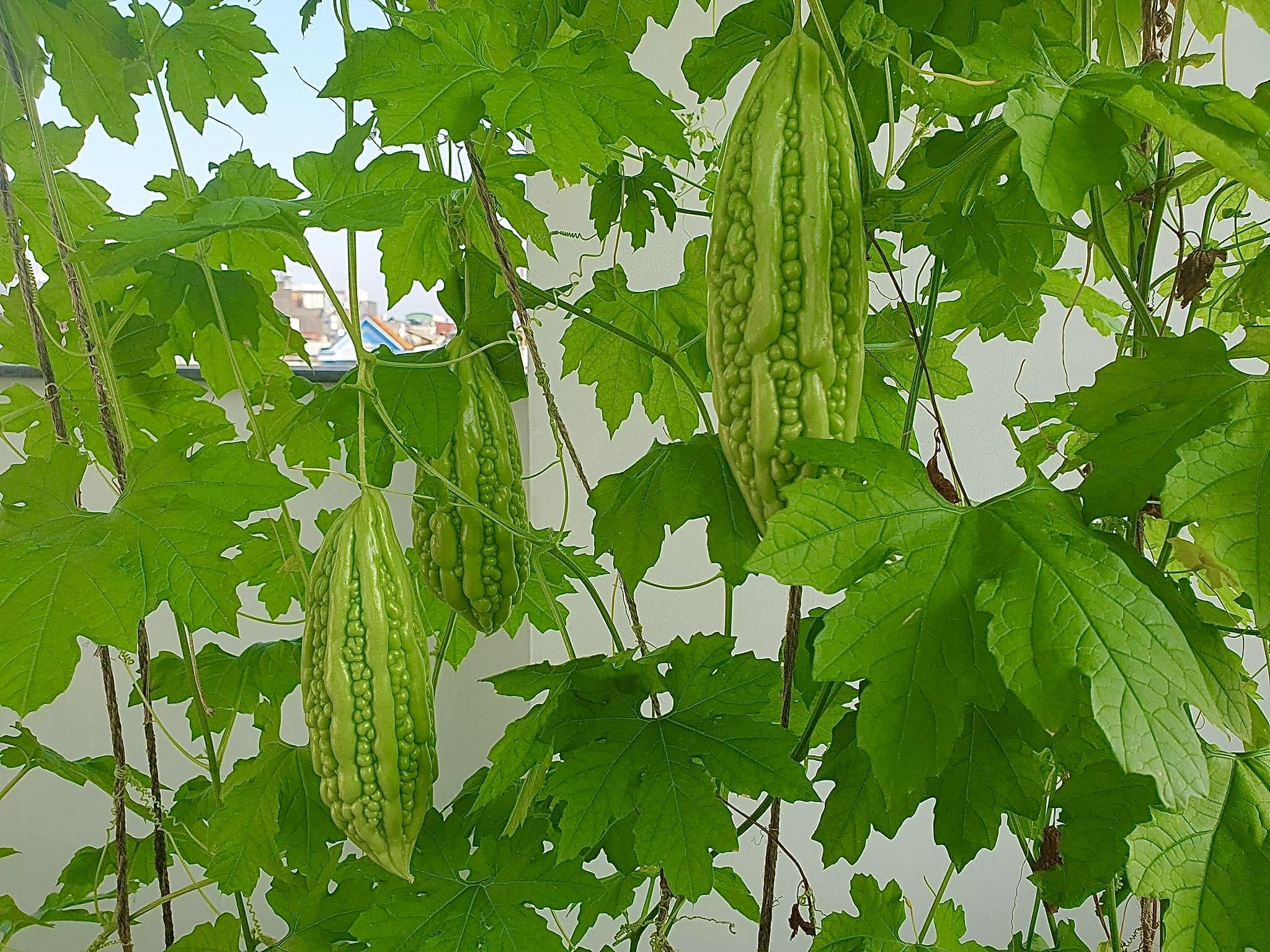 Bitter gourd in a bowl, freshly harvested from a home garden