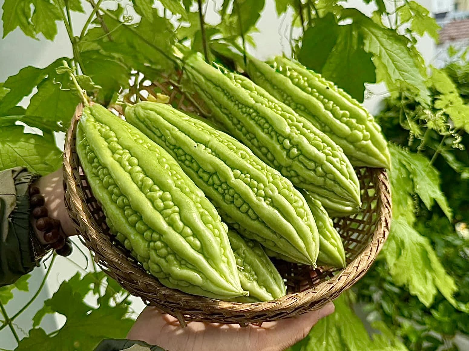 Bitter melon plant with long green fruits growing in a garden