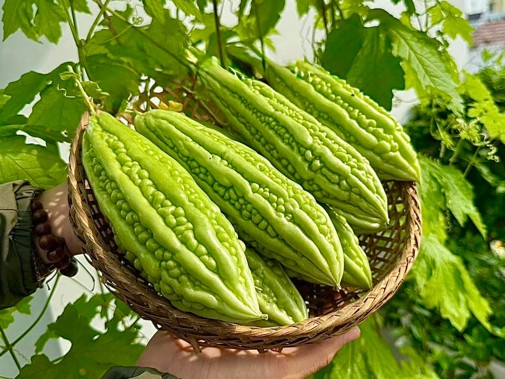 Bitter melon plant with long green fruits growing in a garden