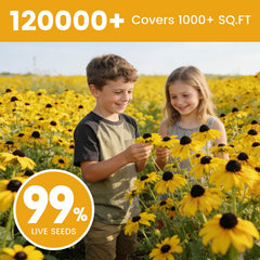 Black Eyed Susan flowers blooming in a garden