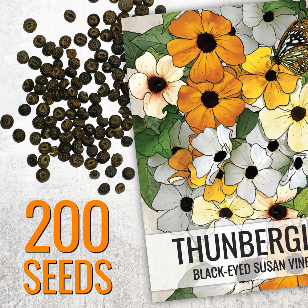 Black-Eyed Susan Vine blooming in a garden