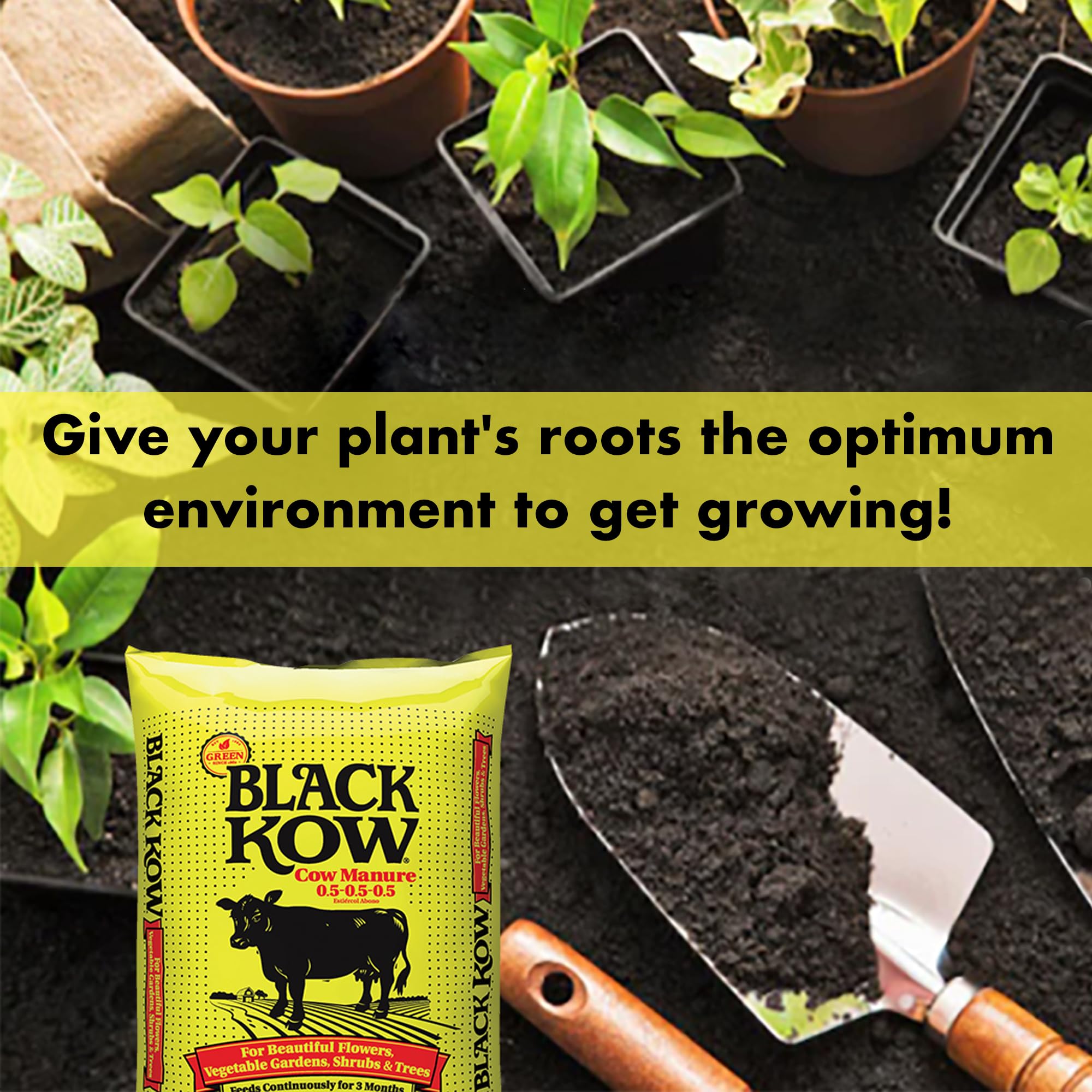 Black Kow Cow Manure Fertilizer application process