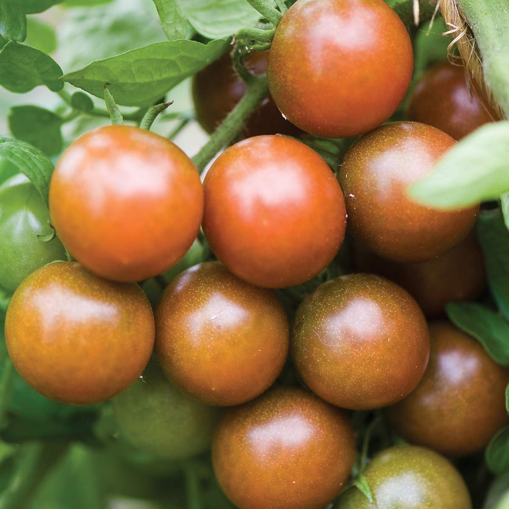 Black Pearl tomatoes on vine in garden setting