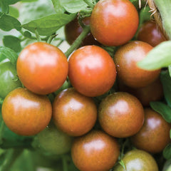 Black Pearl tomatoes on vine in garden setting
