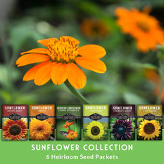 Black Russian sunflower seeds from the collection