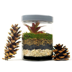 Black Sand Soil Cover improving a succulent arrangement