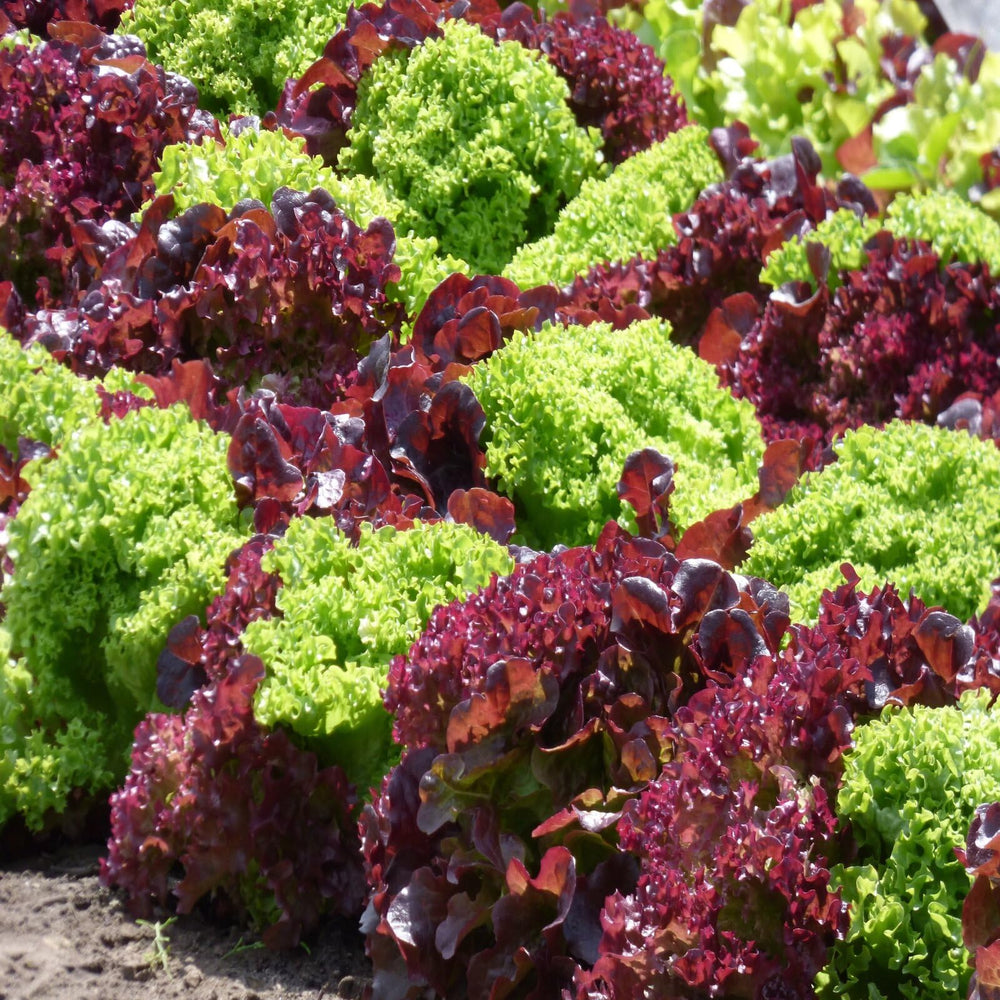 Black-Seeded Simpson lettuce seeds from Fruivity