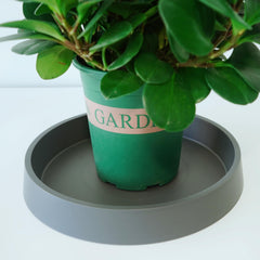 Bleuhome 12 inch gray plant saucer tray outdoor use
