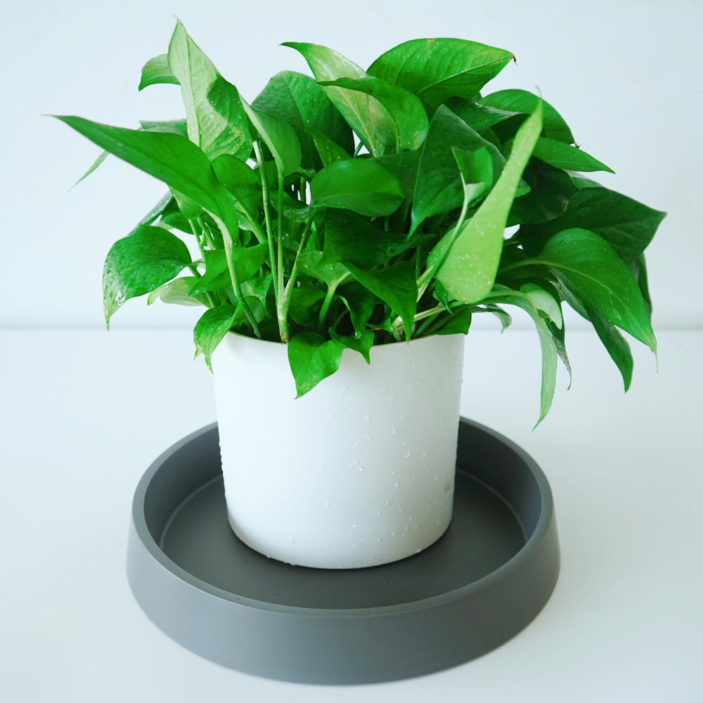 Bleuhome 12 inch gray plant saucer tray with bird bath