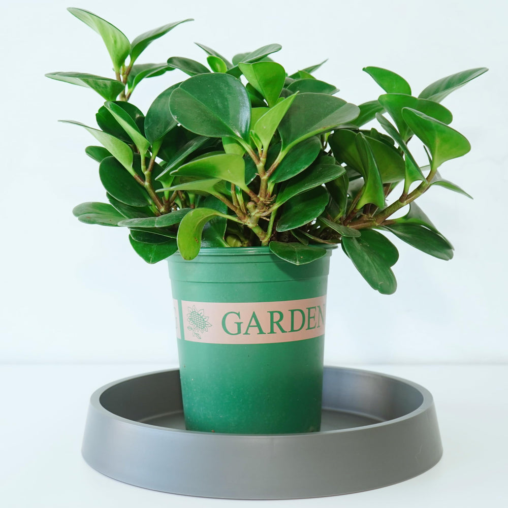 Bleuhome 12 inch gray plant saucer tray with ceramic pot