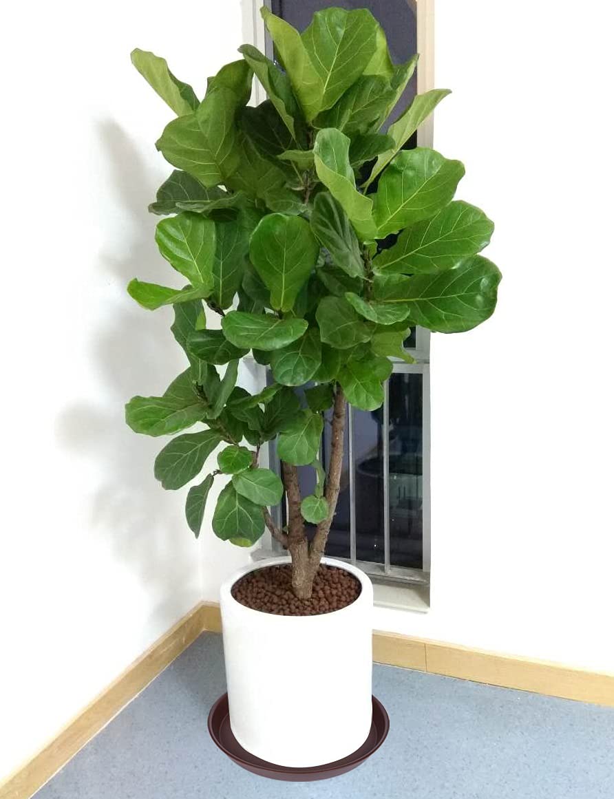 Bleuhome 14 inch plant saucer for indoor use