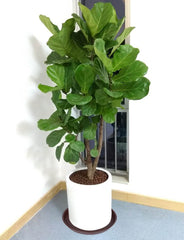 Bleuhome 14 inch plant saucer for indoor use