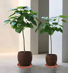Bleuhome 14 inch plant saucer with potted plant
