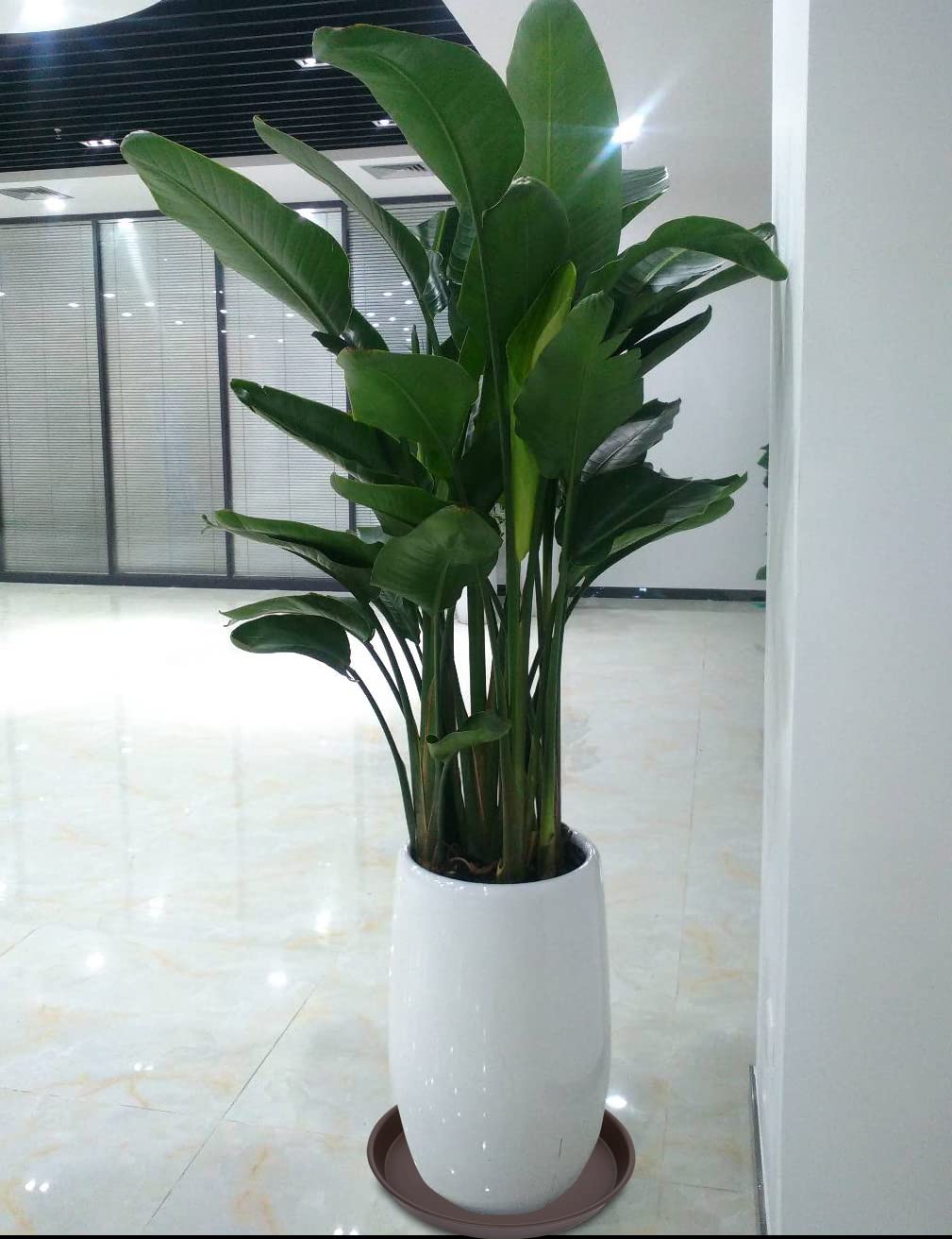 Bleuhome 19-inch plant saucer in outdoor setting
