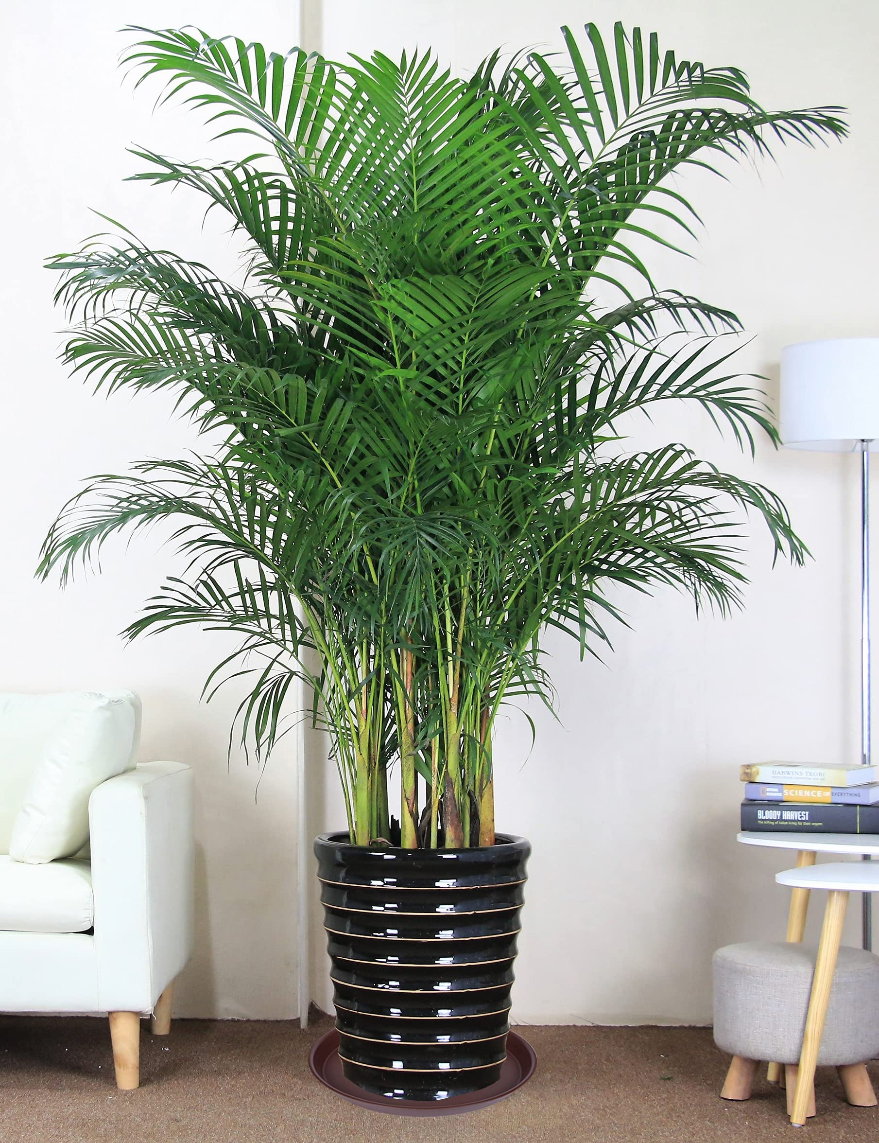 Bleuhome 19-inch plant saucer with potted plant