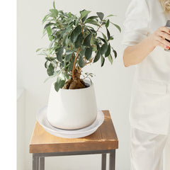 Bleuhome 4 inch plant saucer in use under a flower pot