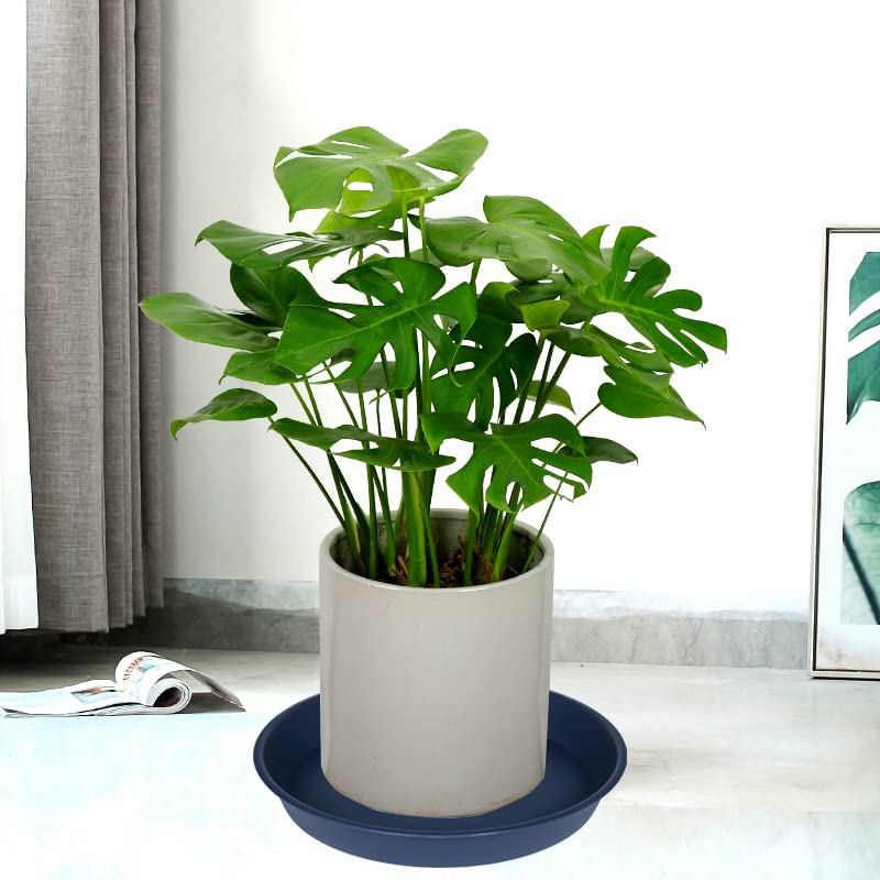 Bleuhome 6-inch plant saucer serving as bird bath