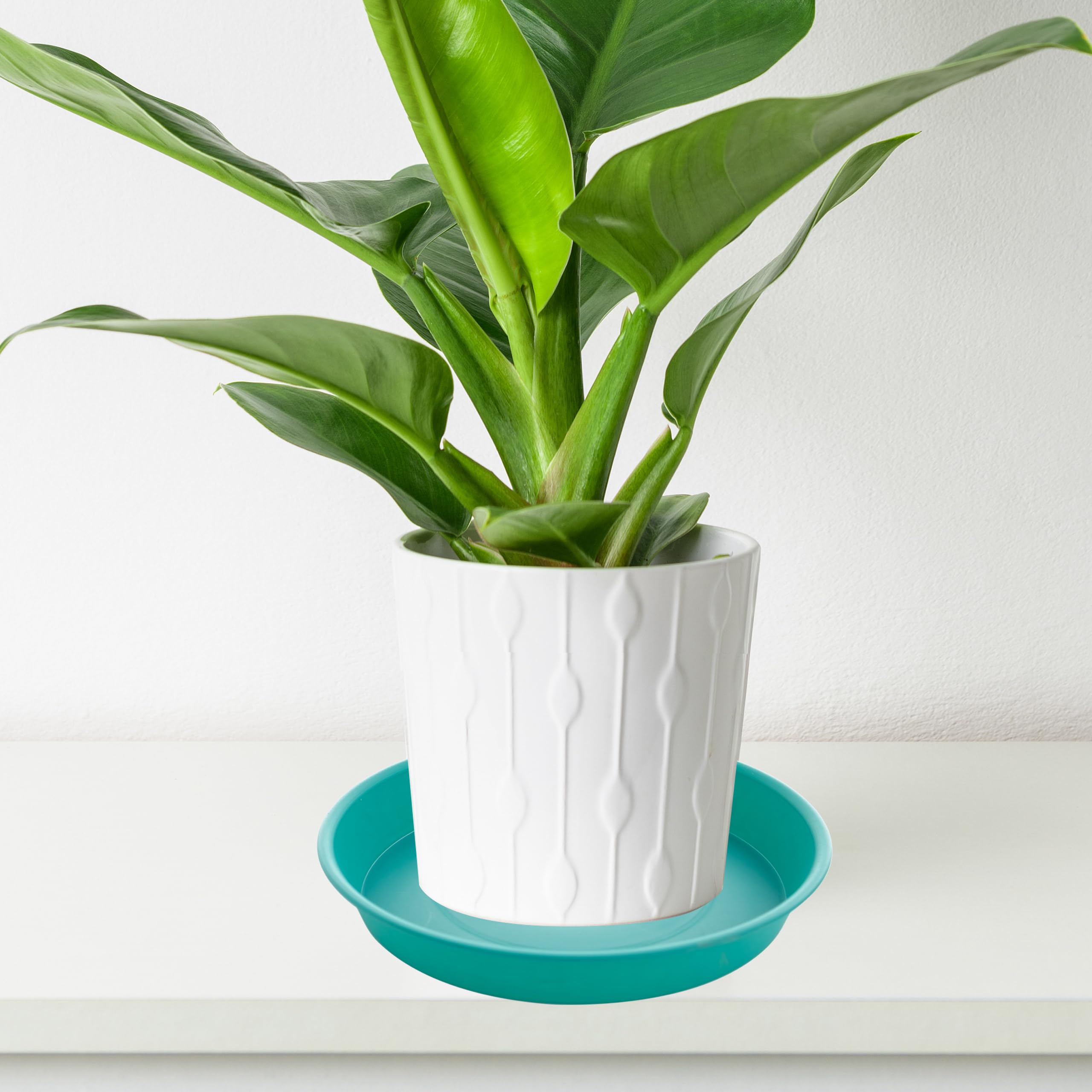 Bleuhome 6 inch plant saucer used as a bird bath