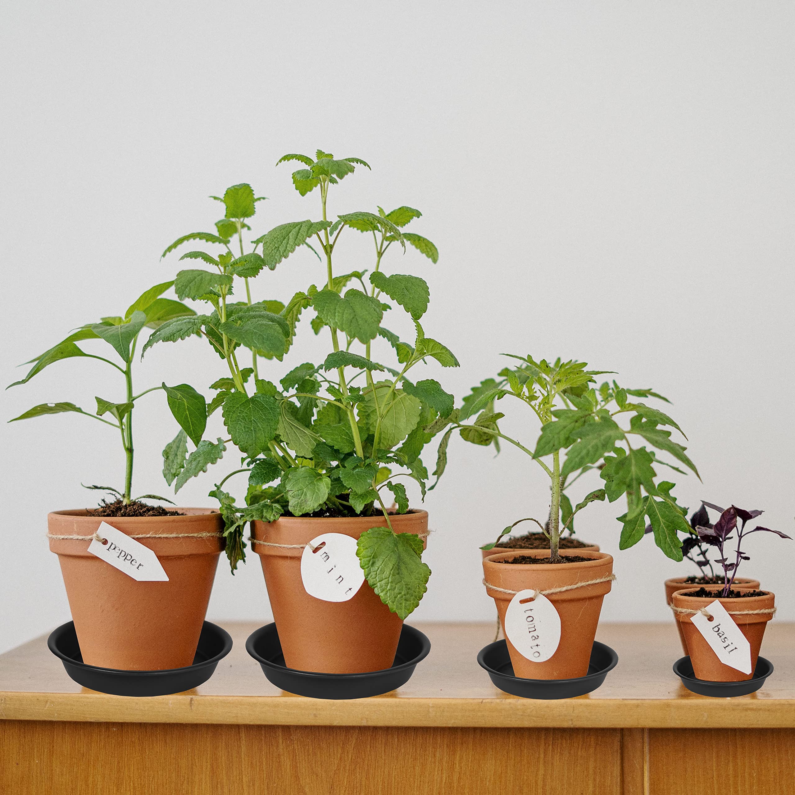 Bleuhome 8-inch plant saucer black with potted plant