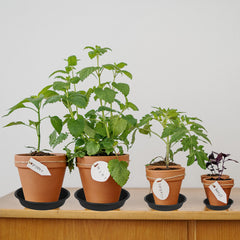 Bleuhome 8-inch plant saucer black with potted plant