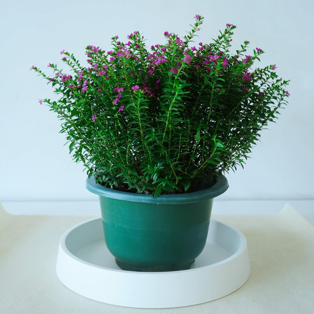 Bleuhome plant saucer in outdoor garden setting