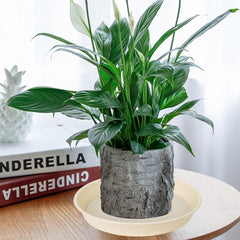 Bleuhome plant saucer in use with indoor plants