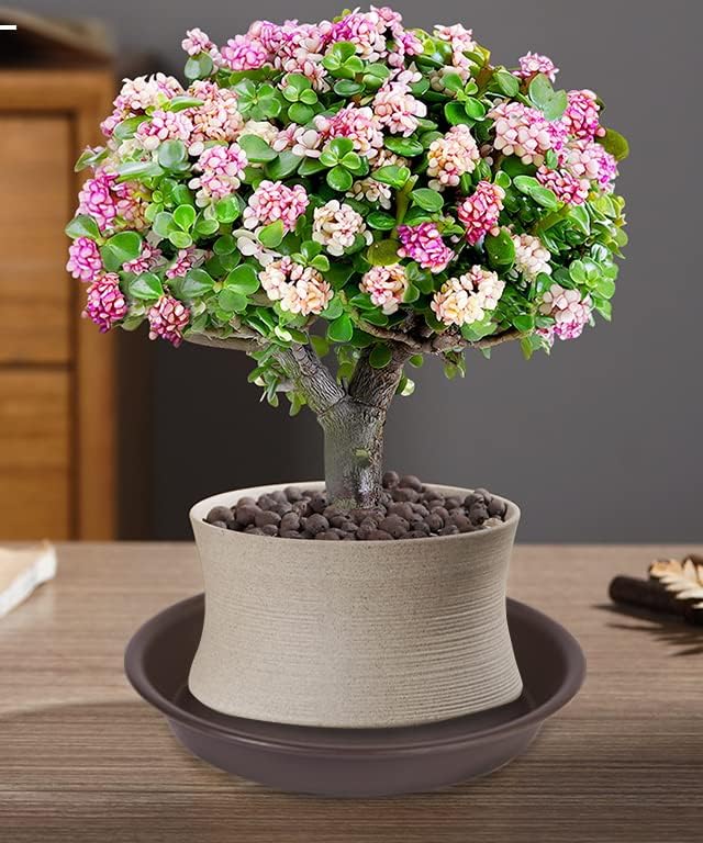 Bleuhome plant saucer on a wooden table with plants