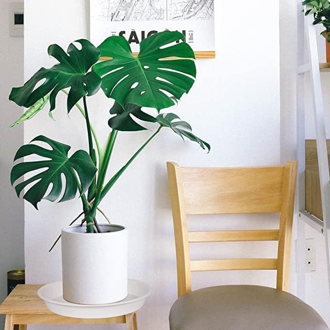 Bleuhome plant saucer pack of six in packaging