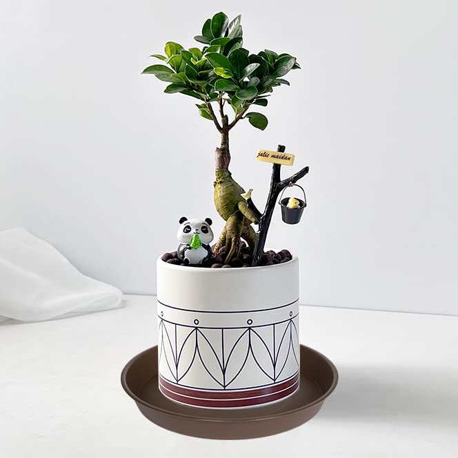 Bleuhome plant saucer tray in use under a potted plant