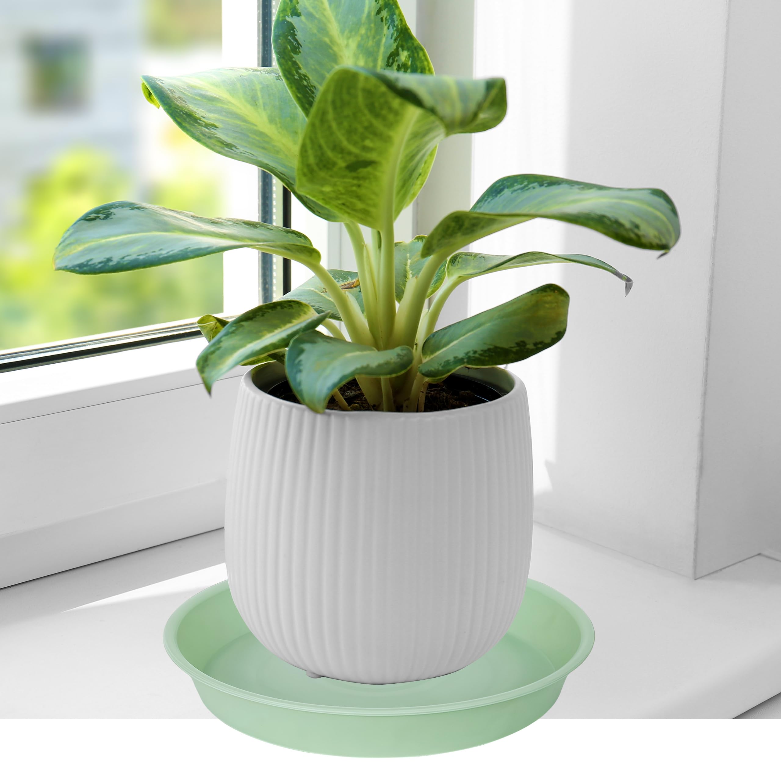 Bleuhome plant saucer under a potted plant
