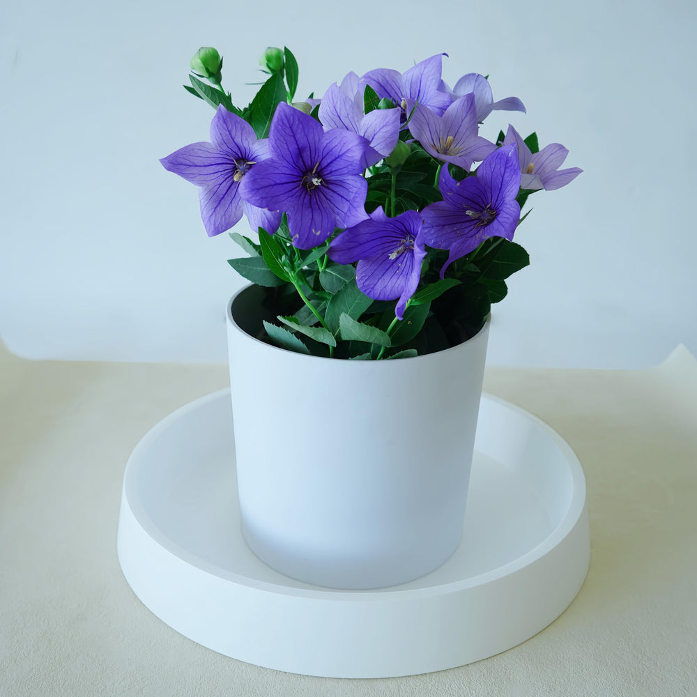Bleuhome plant saucer used as a bird bath