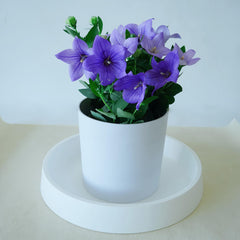 Bleuhome plant saucer used as a bird bath