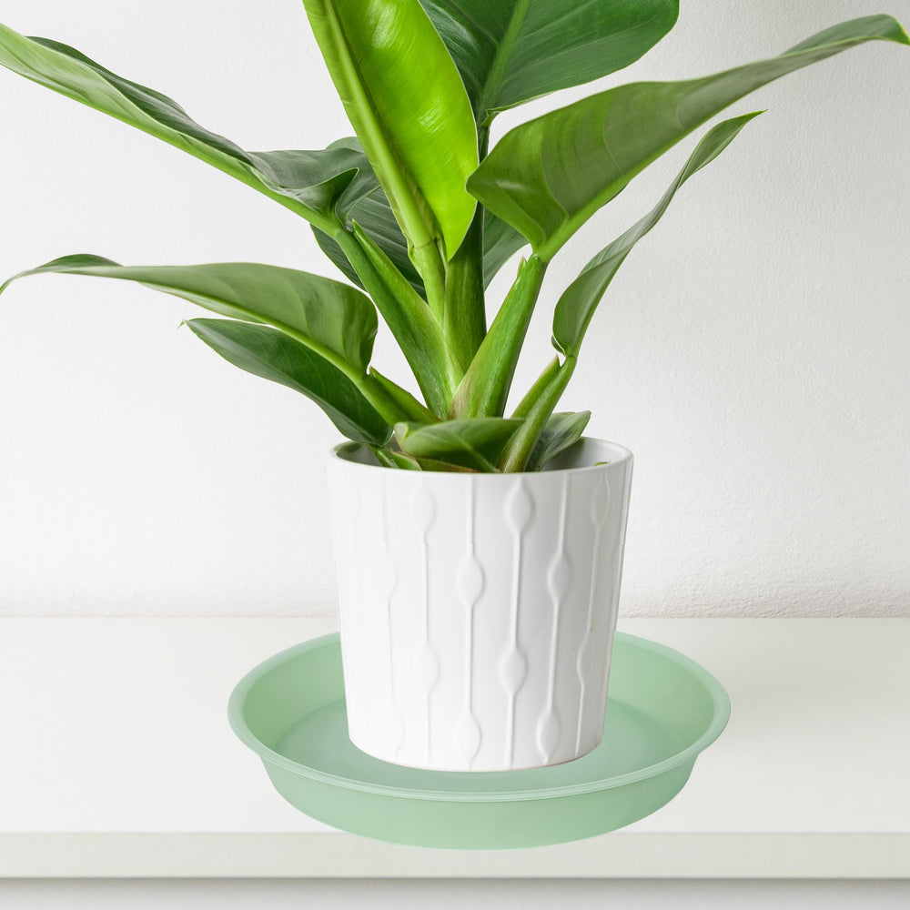 Bleuhome plant saucer used as a bird bath