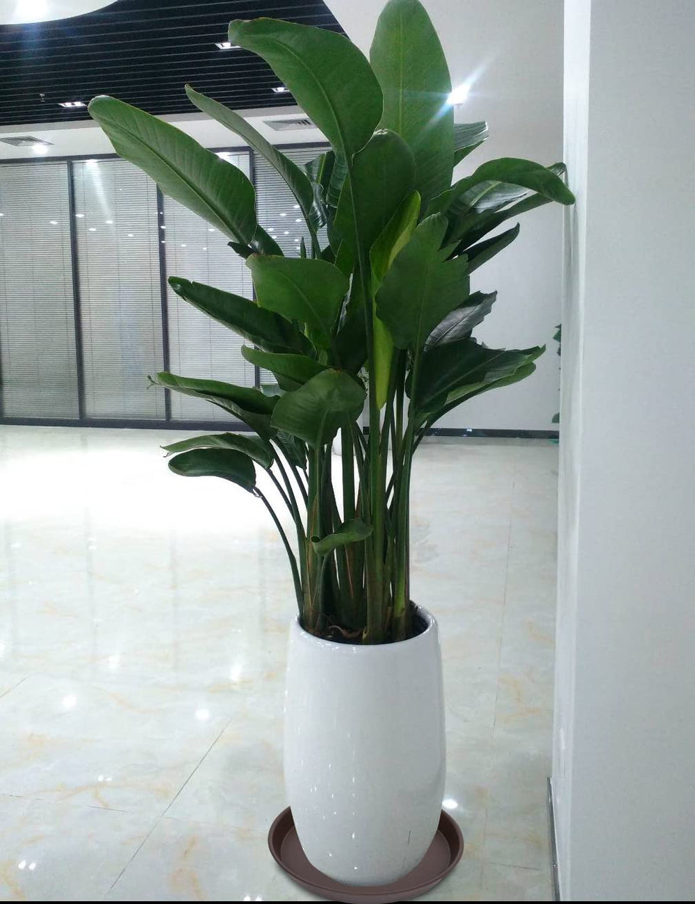 Bleuhome plant saucer with birdbath setup