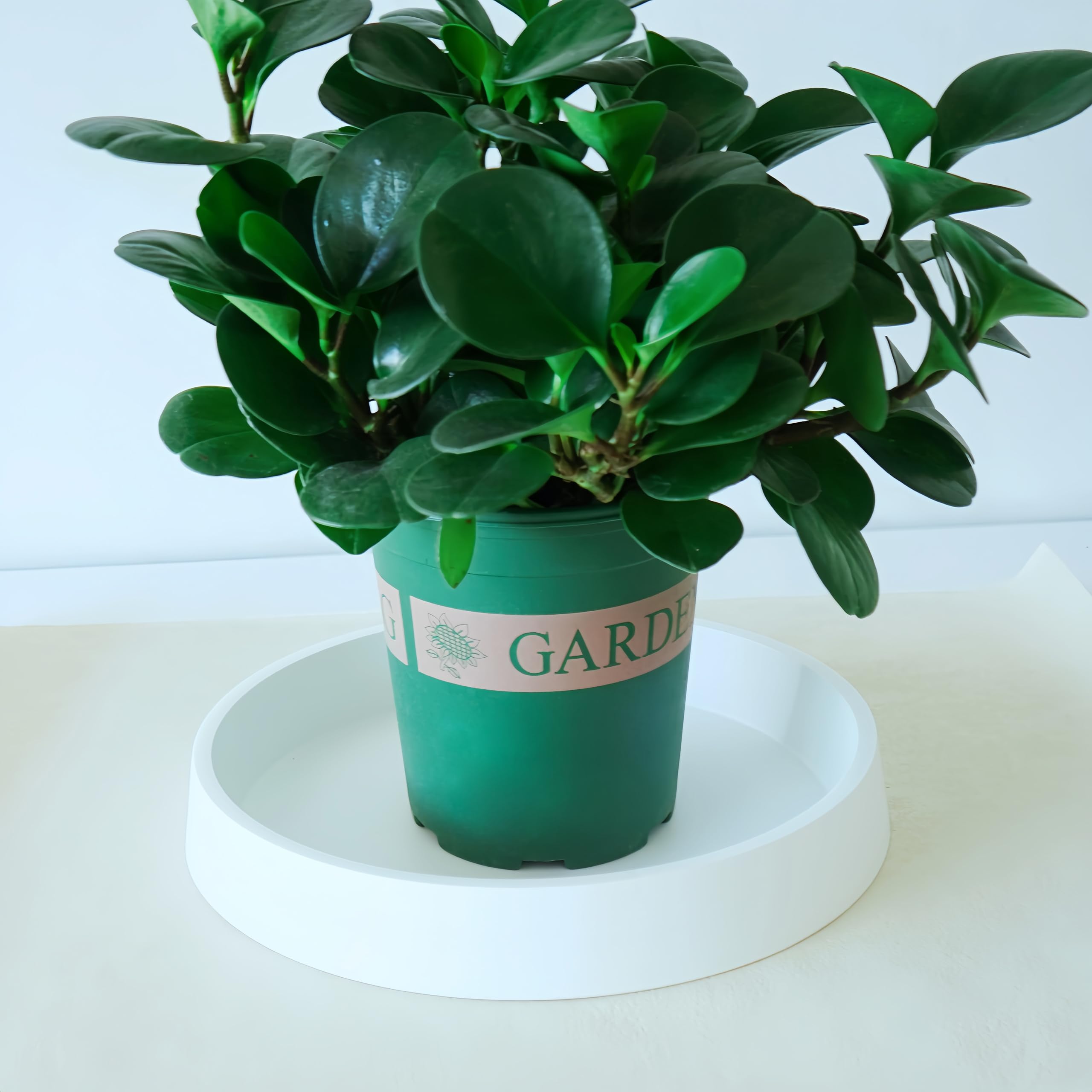 Bleuhome plant saucer with ceramic pot on top