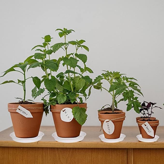 Bleuhome plant saucer with indoor plant setup