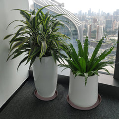 Bleuhome plant saucer with potted plant