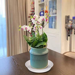 Bleuhome plant saucer with water overflow demonstration