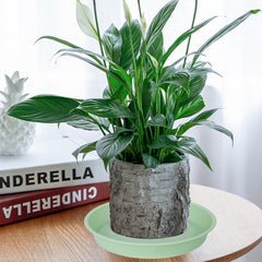 Bleuhome plant saucers stacked for storage