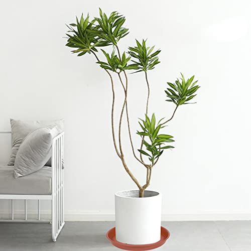 Bleuhome terracotta plant saucer in outdoor setting