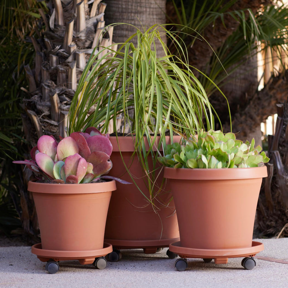Bloem 12-inch Caddy outdoors with a flower pot