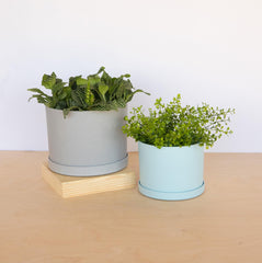 Bloem Mathers 6-inch planter with snap-on saucer