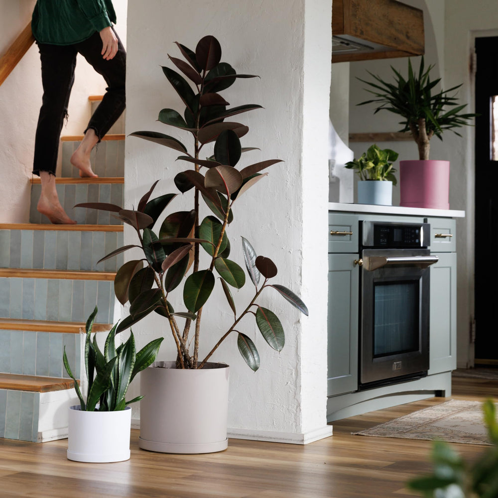 Bloem Mathers planter with a succulent plant inside