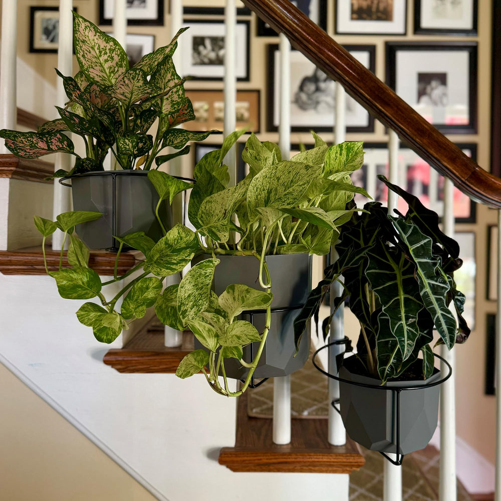 Bloem Railing Plant Clip in use with multiple pots on railing