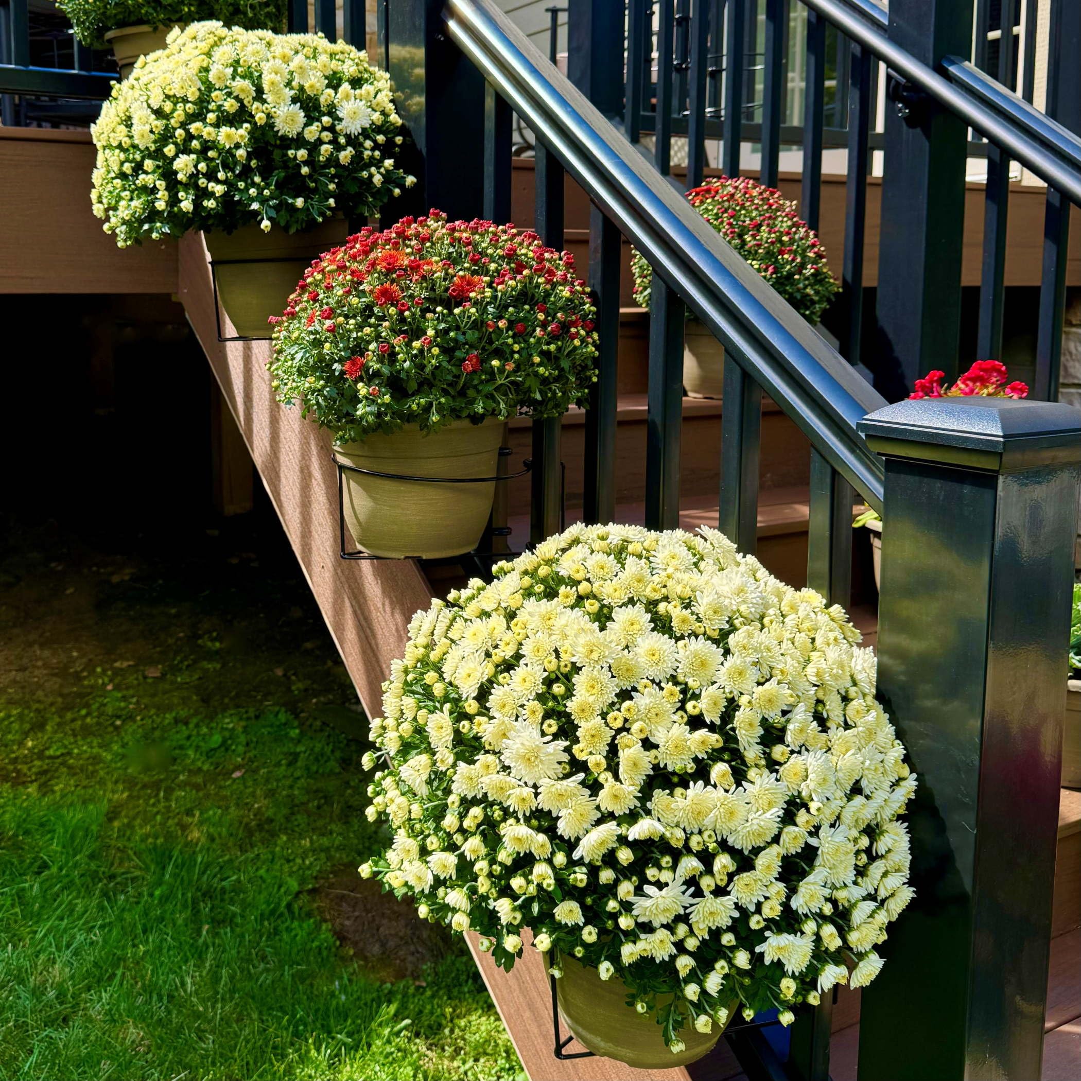 Bloem Railing Plant Clip pack of three in packaging